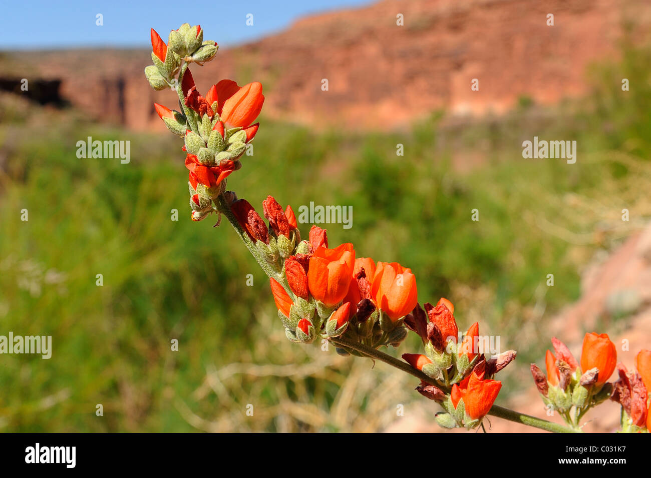 Scarlet globemallow flowers growing in Canyonlands National Park, Utah, USA Banque D'Images