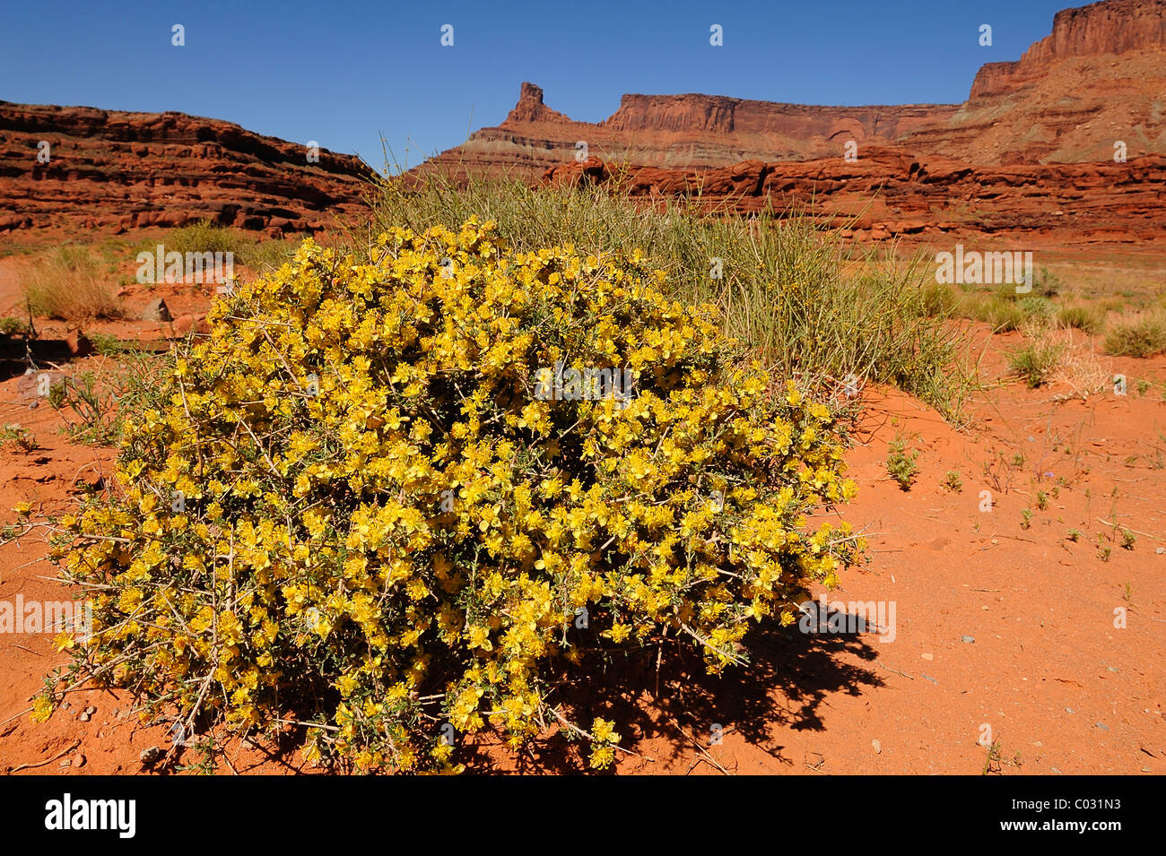 Blackbrush flowers growing in Canyonlands National Park, Utah, USA Banque D'Images