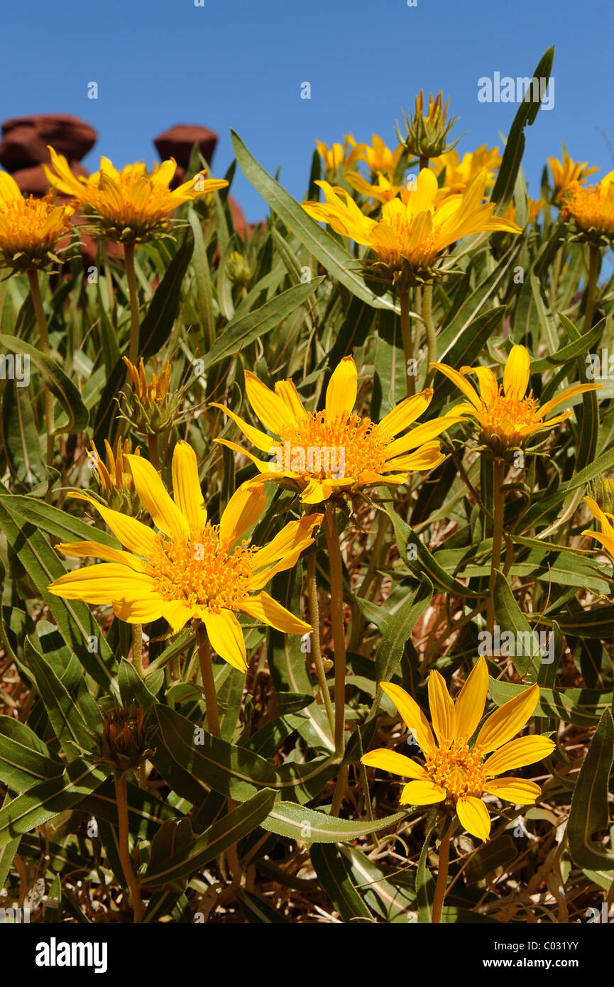 Thrifty goldenweed flowers growing in Canyonlands National Park, Utah, USA Banque D'Images