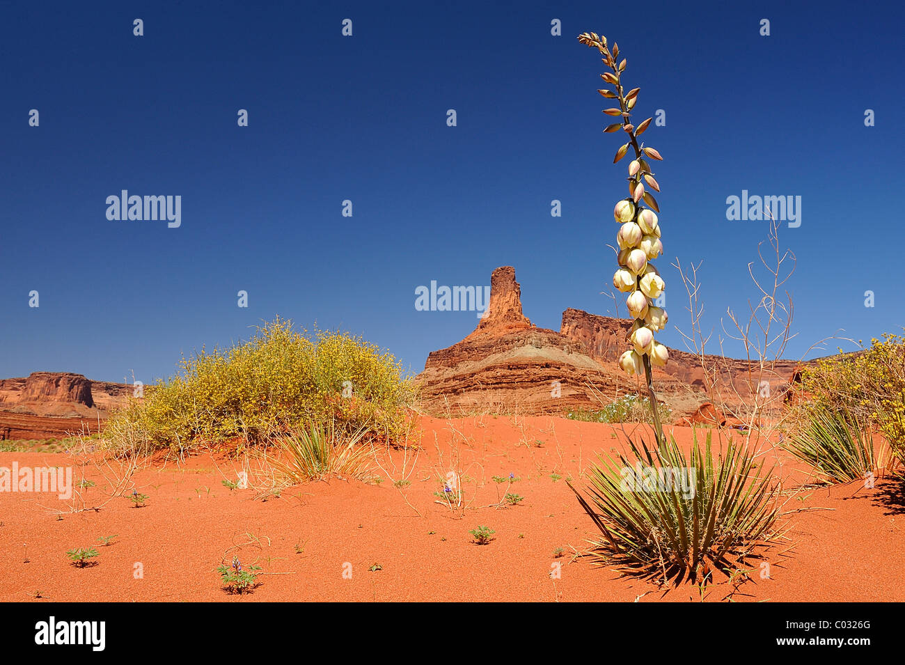 Yucca plante culture des fleurs à Canyonlands National Park, Utah, USA Banque D'Images