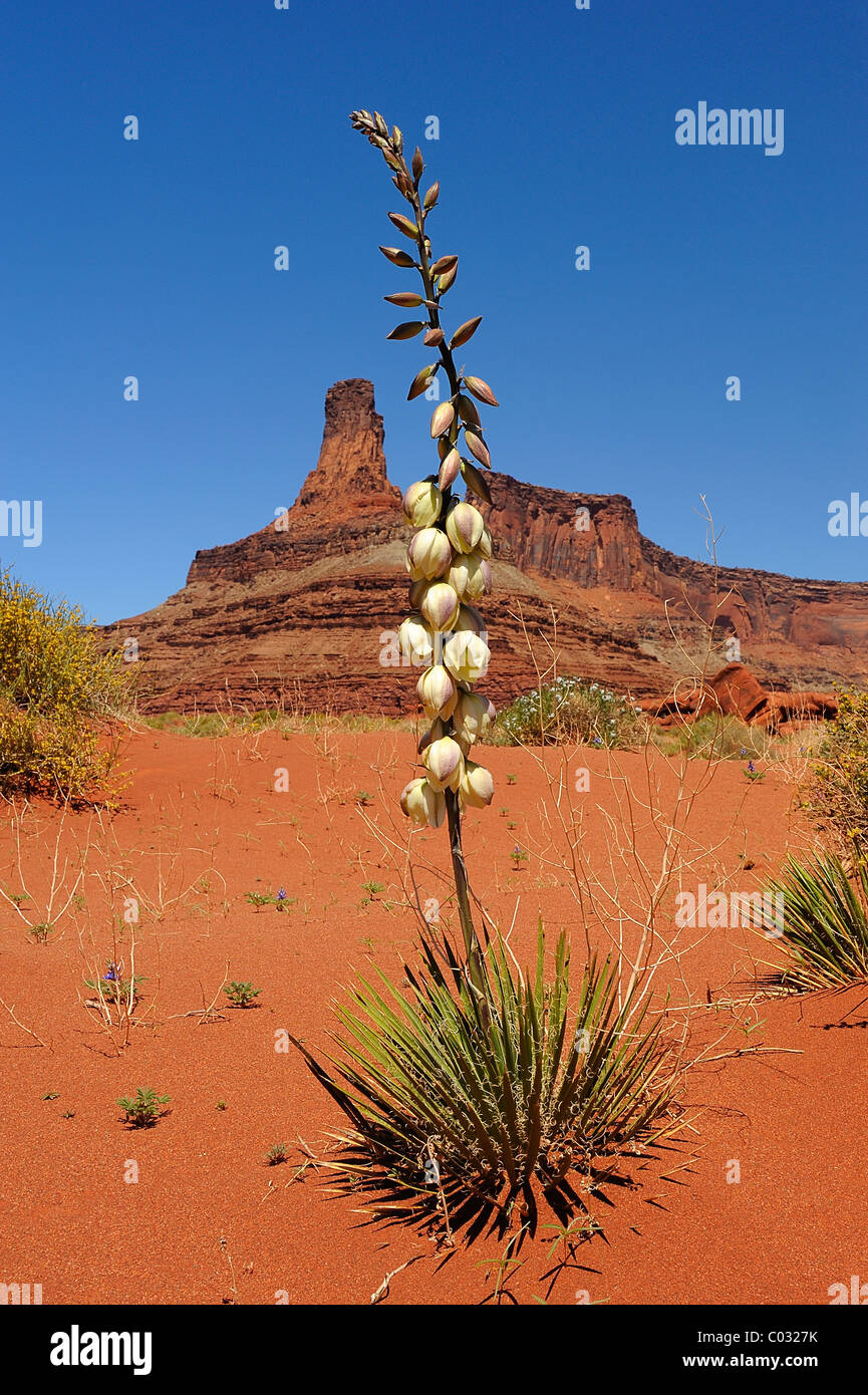 Yucca plante culture des fleurs à Canyonlands National Park, Utah, USA Banque D'Images