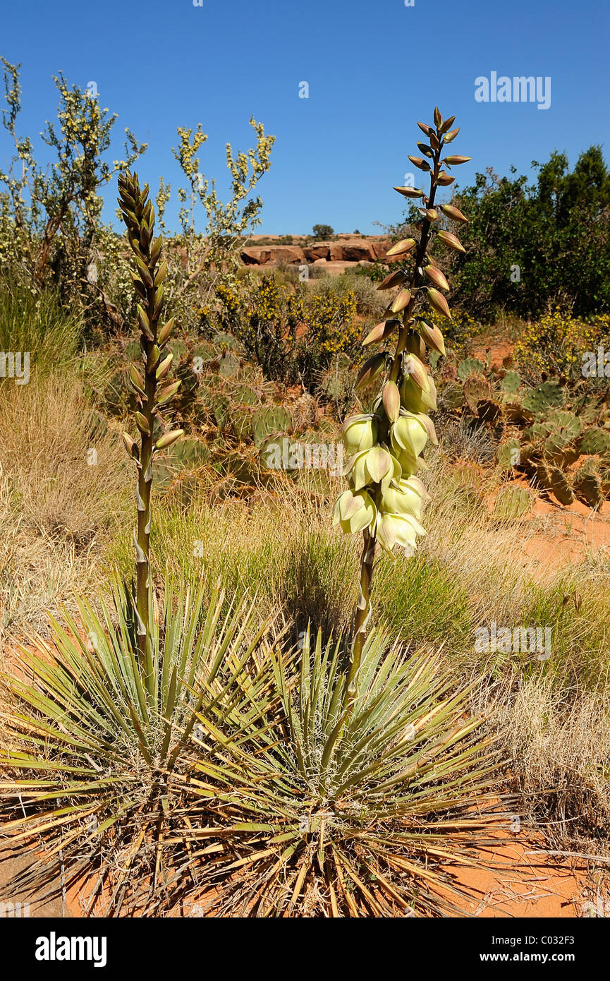 Yucca plante culture des fleurs à Canyonlands National Park, Utah, USA Banque D'Images