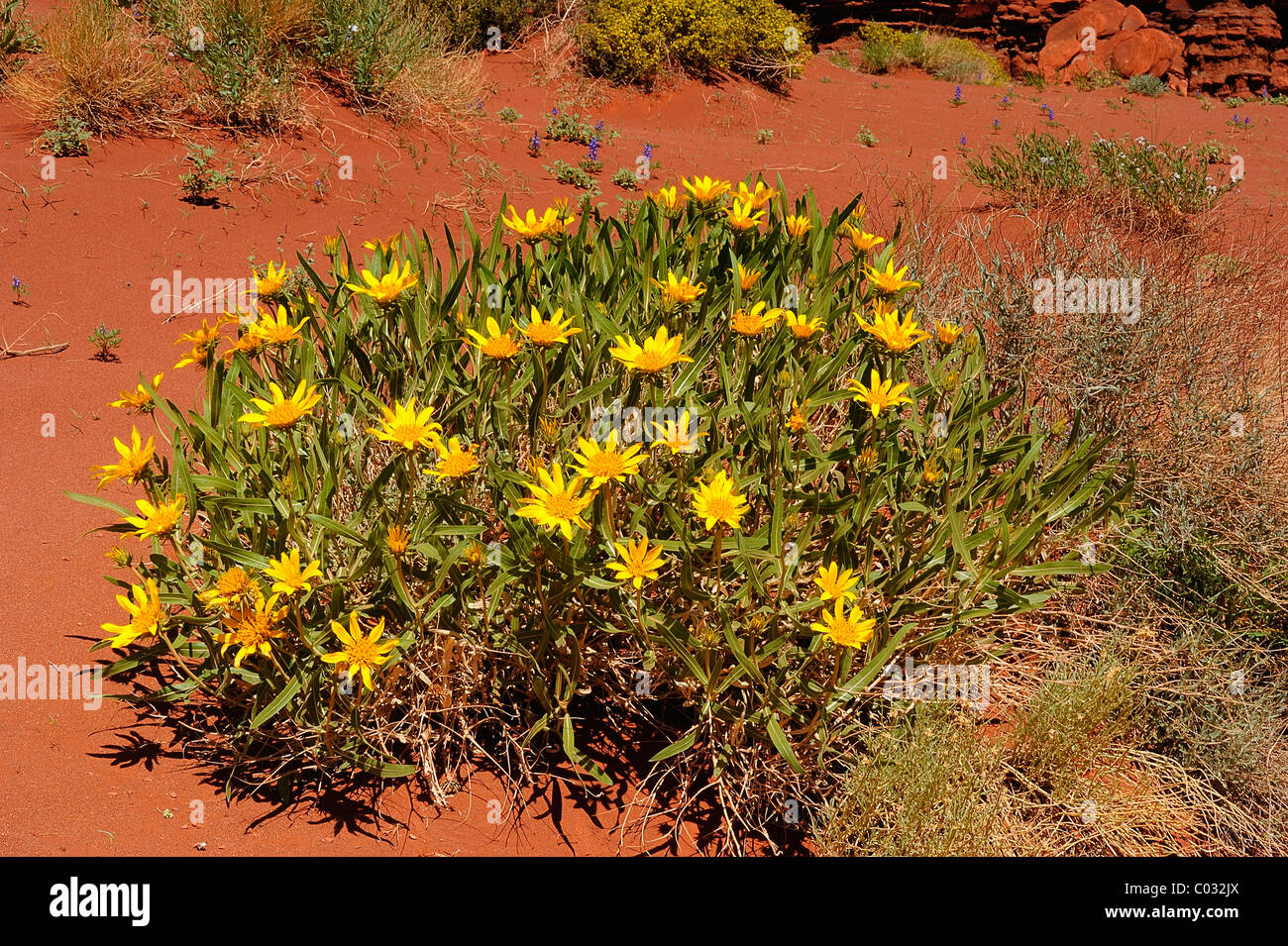 Mulesears rugueux flowers growing in Canyonlands National Park, Utah, USA Banque D'Images