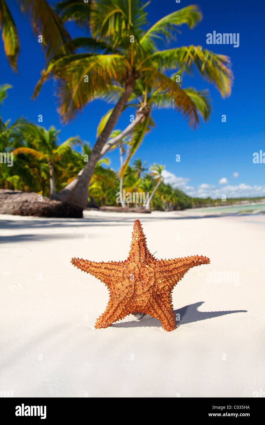 Étoile de mer sur la plage de sable blanc des Caraïbes, sur la République Dominicaine Banque D'Images