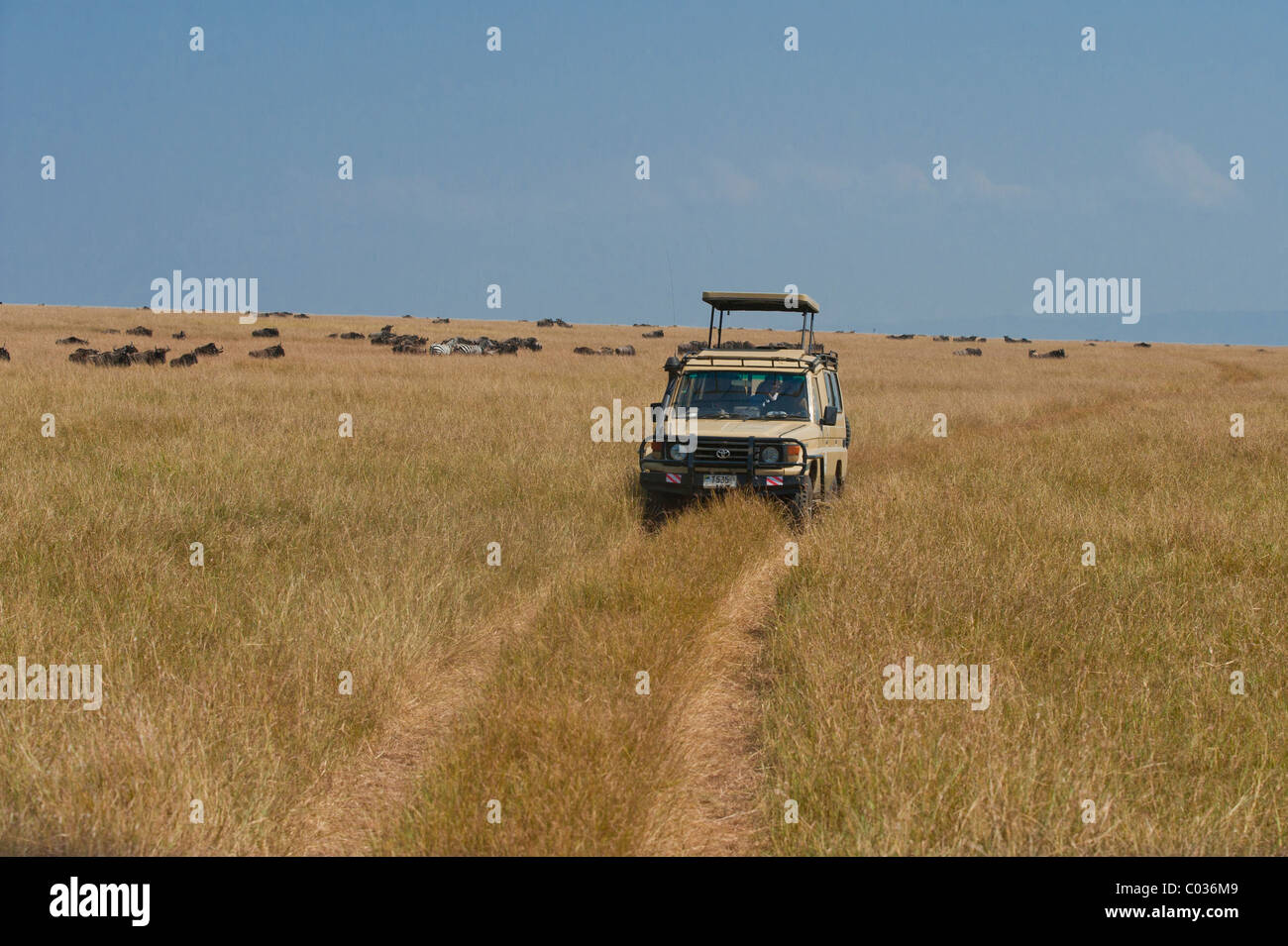 Véhicule hors route dans le Serengeti, safari, safari, Tanzanie, Afrique du Sud Banque D'Images