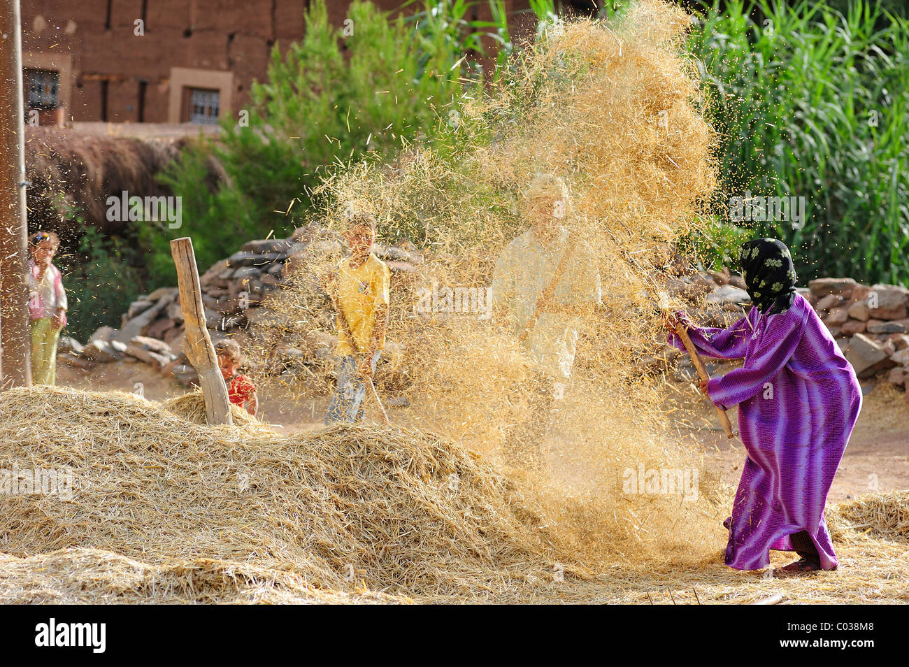 Une jeune femme à vomir le grain et la paille avec une fourche pour séparer la paille et le grain, ait Bouguemez, Haut Atlas, Maroc Banque D'Images