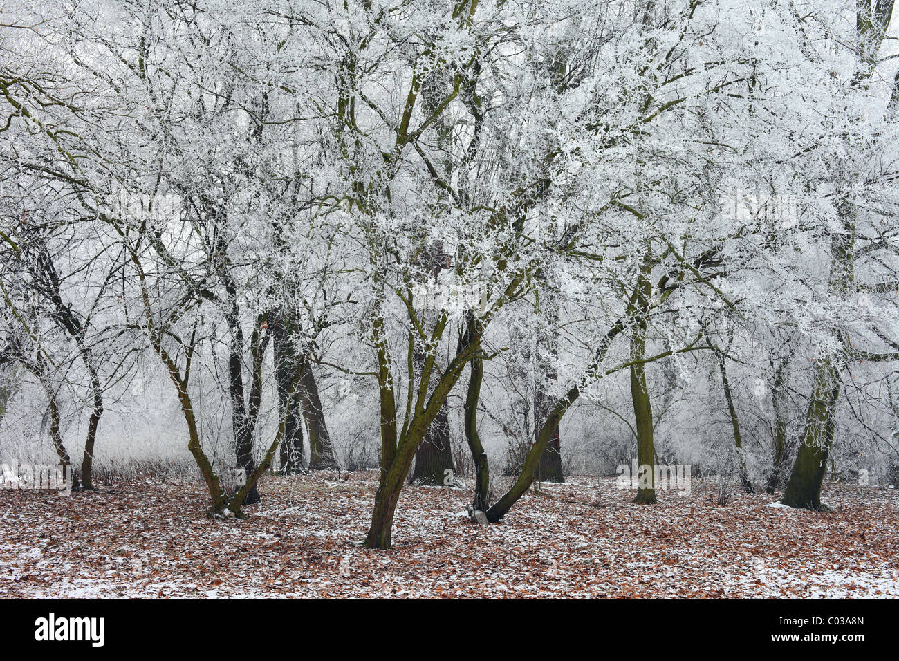 Givre rose couverte d'arbres froid glacial froid congelés frais Banque D'Images