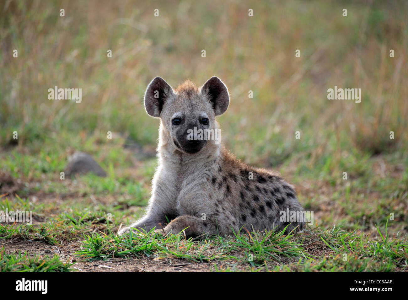 L'Hyène tachetée (Crocuta crocuta), semi-cultivé cub resting, Kruger National Park, Afrique du Sud, l'Afrique Banque D'Images