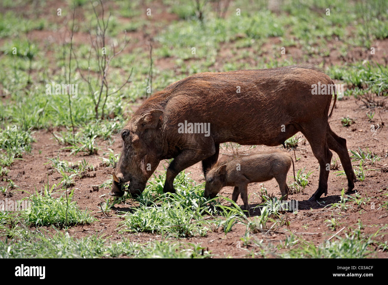 Phacochère (Phacochoerus aethiopicus), l'alimentation des femmes adultes avec son cub, Kruger National Park, Afrique du Sud, l'Afrique Banque D'Images