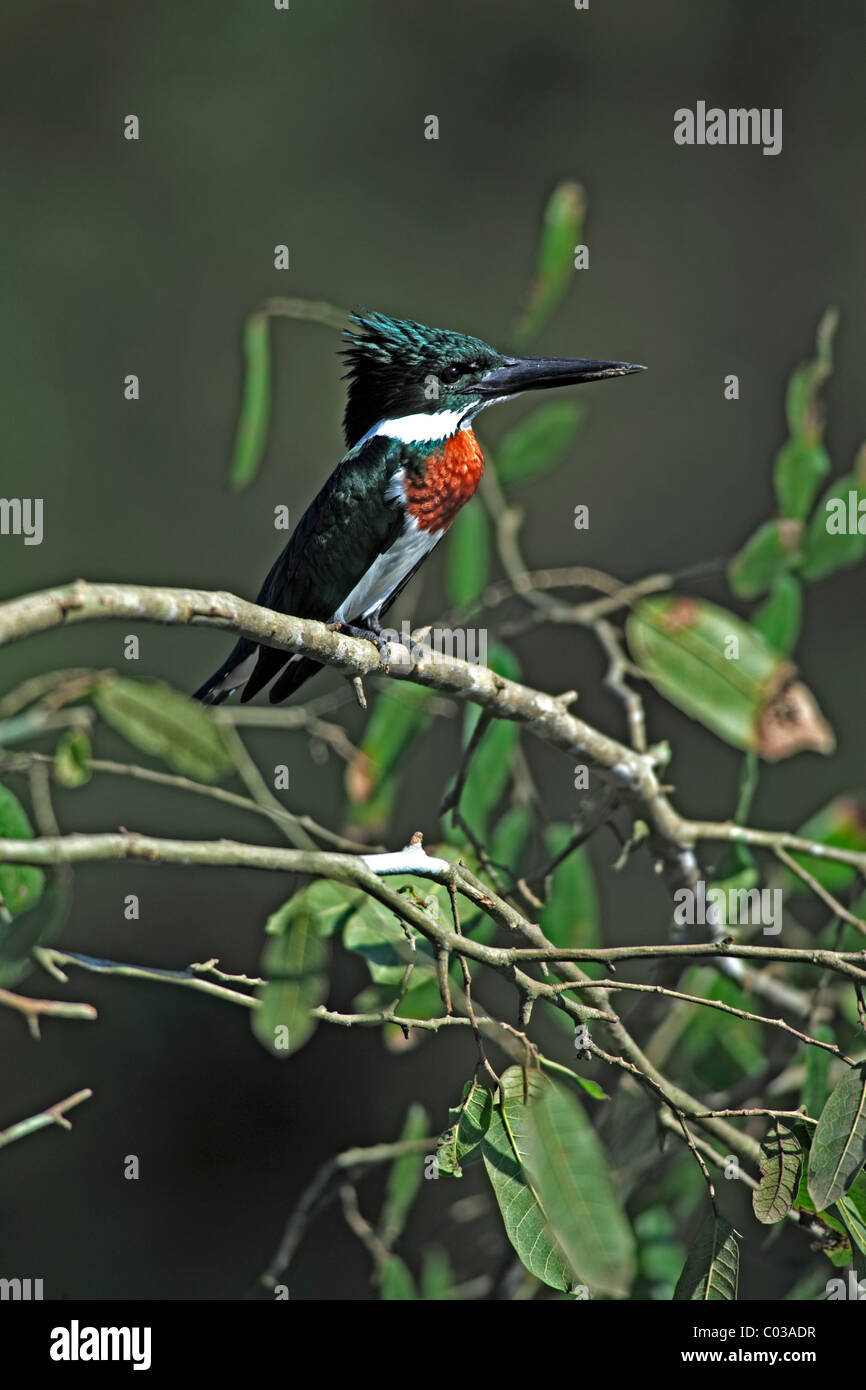 Amazon (Chloroceryle Amazona), dans un arbre d'oiseaux adultes, Pantanal, Brésil, Amérique du Sud Banque D'Images