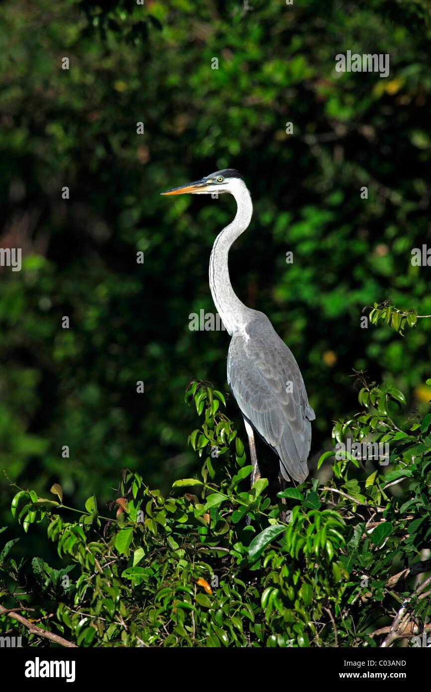 Le Héron Cocoi (Ardea cocoi), des profils dans un arbre, Pantanal, Brésil, Amérique du Sud Banque D'Images