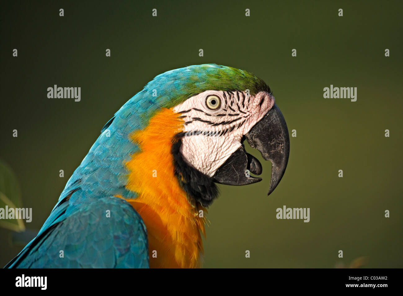 Blue-and-yellow Macaw (Ara ararauna), des profils sur une branche, Pantanal, Brésil, Amérique du Sud Banque D'Images