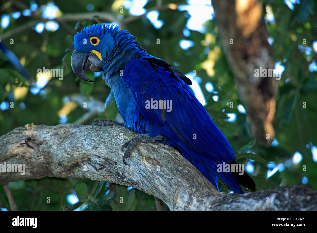 Anodorhynchus hyacinthinus Hyacinth Macaw (adultes), oiseau dans un arbre, Pantanal, Brésil, Amérique du Sud Banque D'Images