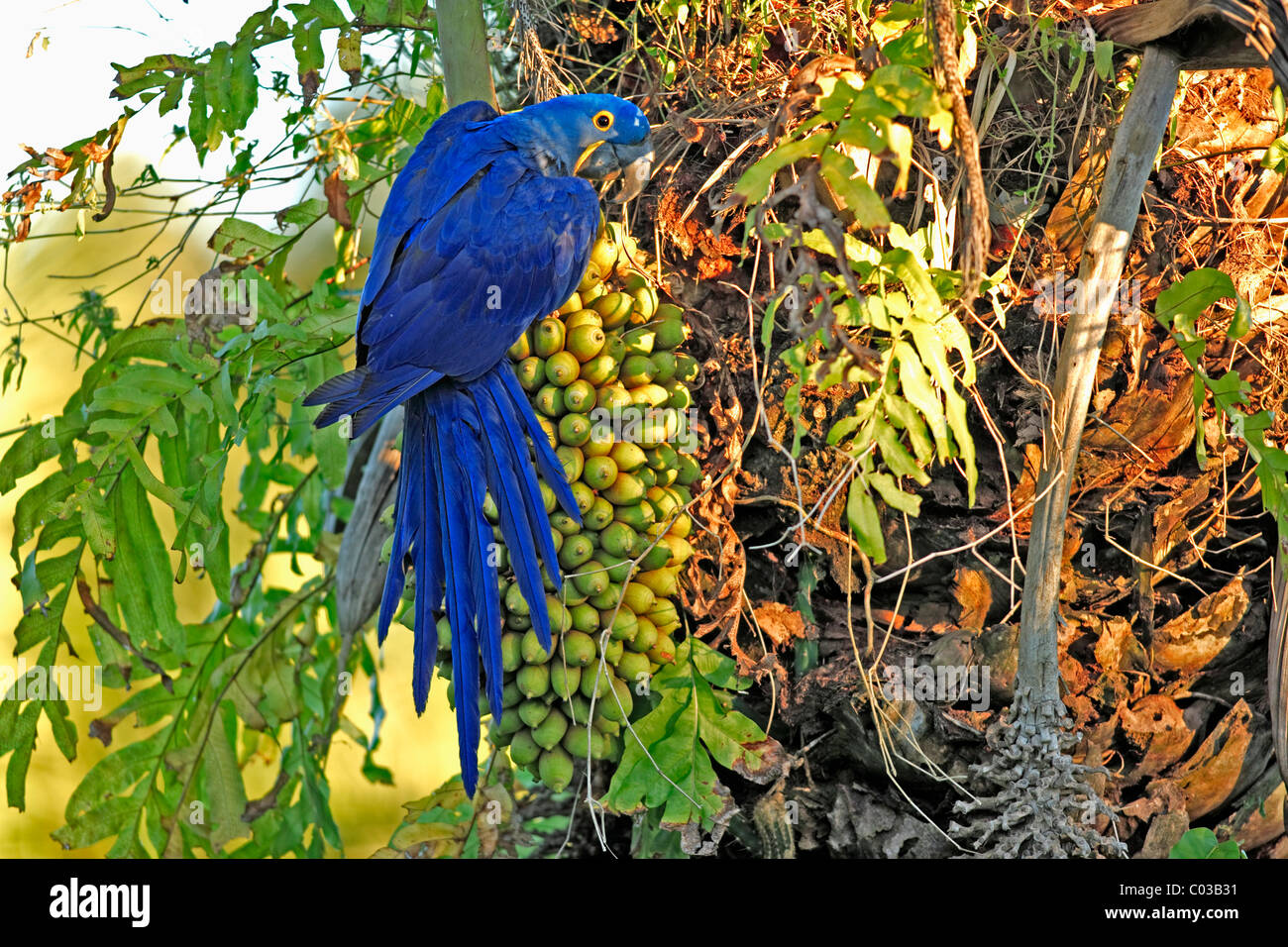 Anodorhynchus hyacinthinus Hyacinth Macaw (adultes), nourrir les oiseaux dans un arbre, Pantanal, Brésil, Amérique du Sud Banque D'Images