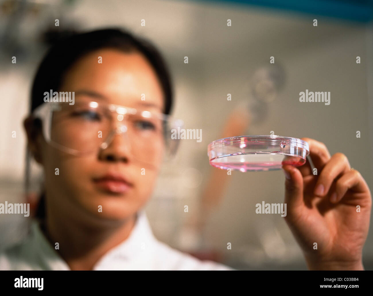 Scientist examine Petri dish Banque D'Images