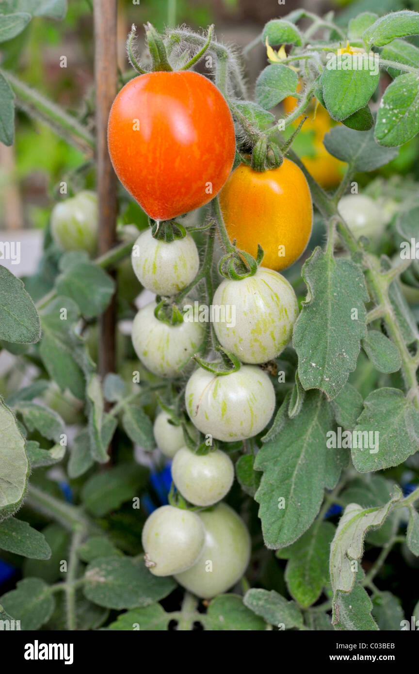Bush avec de la couleur correspondant aux feux de tomates (Lycopersicon esculentum), Fuzzy Wuzzy Banque D'Images
