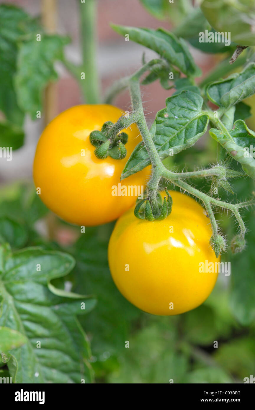 Bush jaune tomate (Lycopersicon esculentum), Delicia, Jana Dulcia Banque D'Images