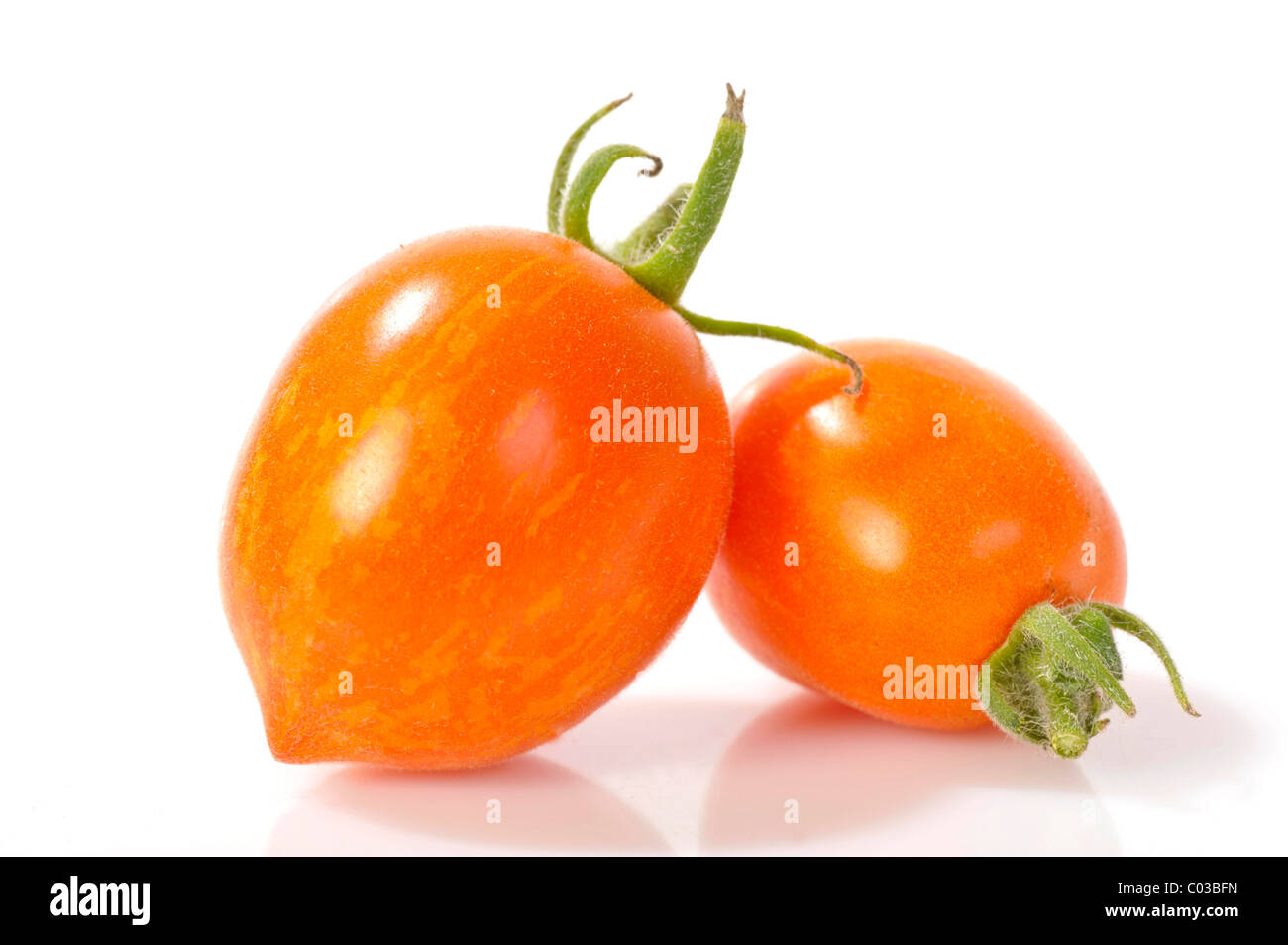 Bush et le trafic suspendu de couleur claire à la tomate (Lycopersicon esculentum), Fuzzy Wuzzy Banque D'Images