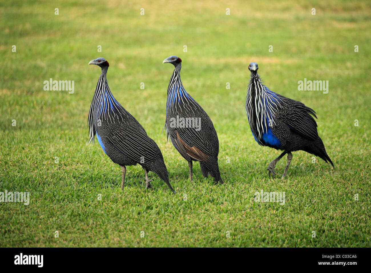 Pintade Vulturine Acryllium vulturinum), (les oiseaux adultes, l'Afrique Banque D'Images