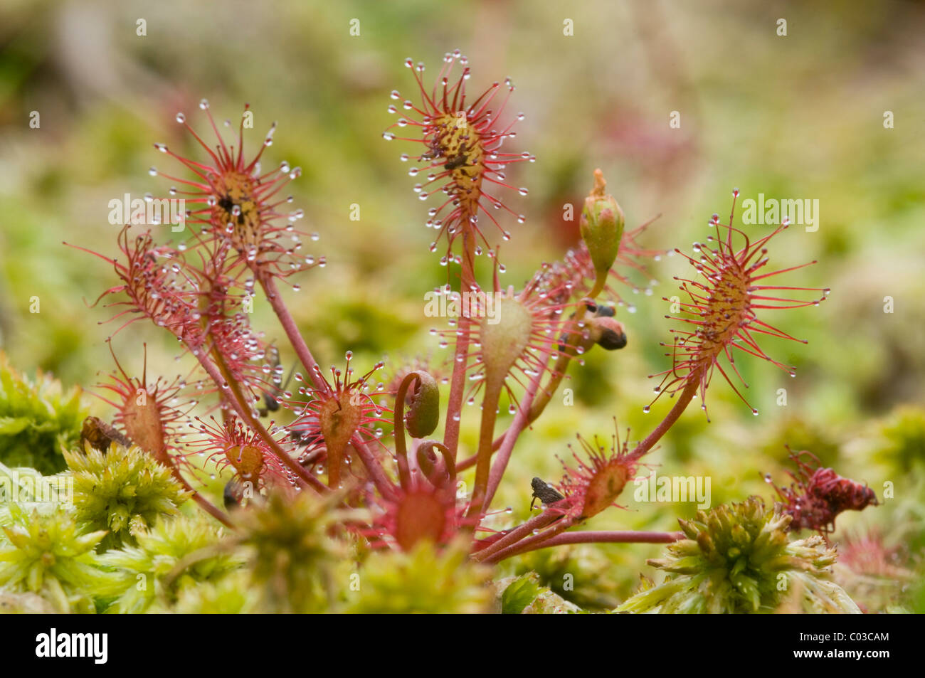 Oblong-leaved sundew ou spoonleaf Sundew (Drosera intermedia) Banque D'Images