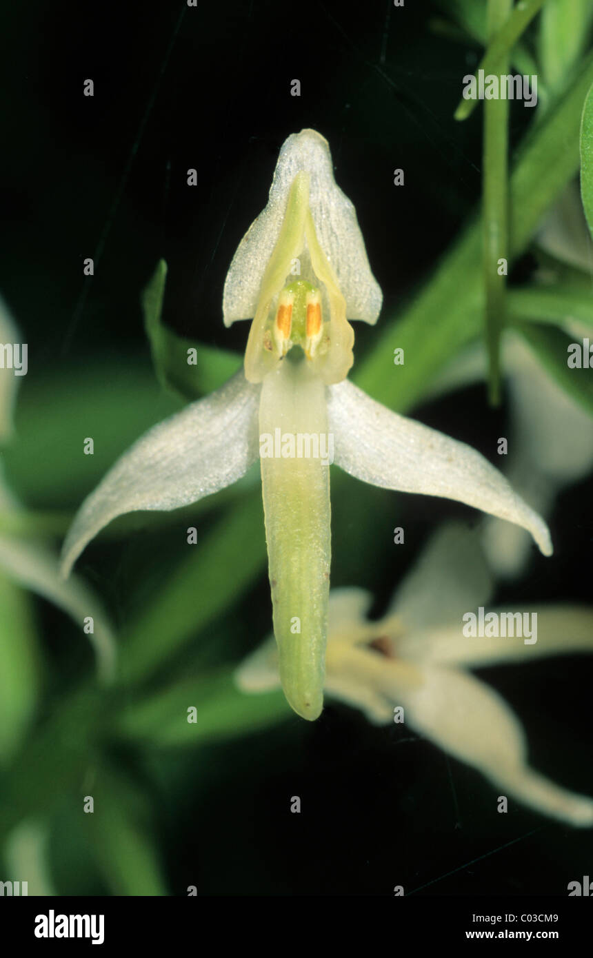 Papillon moindre de l'Ouest (Platanthera bifolia), seule fleur Banque D'Images