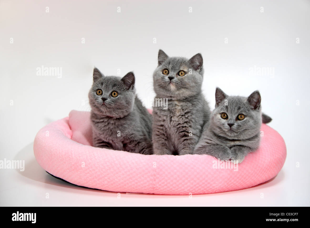 Chartreux, chat domestique, deux chatons, dix semaines Banque D'Images
