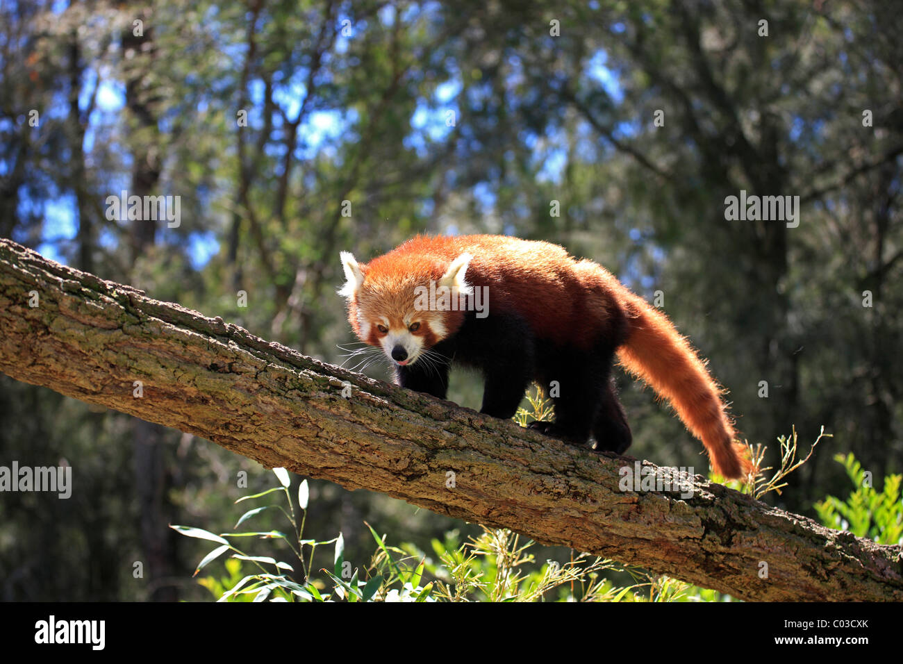 Le panda rouge (Ailurus fulgens fulgens) adultes, sur l'arbre, l'exécution, de l'Asie Banque D'Images