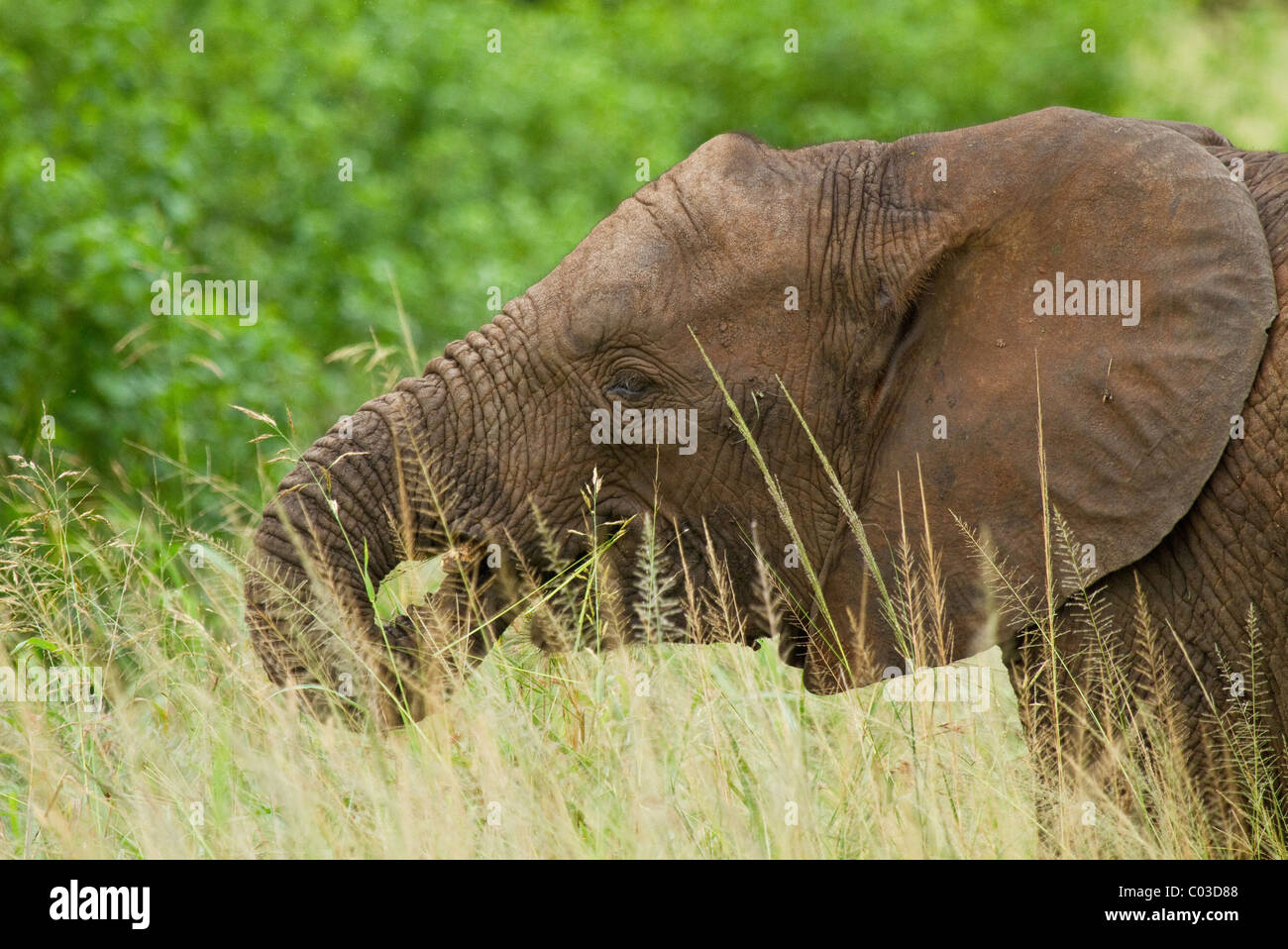 Manger l'éléphant d'Afrique du Sud de l'herbe Banque D'Images