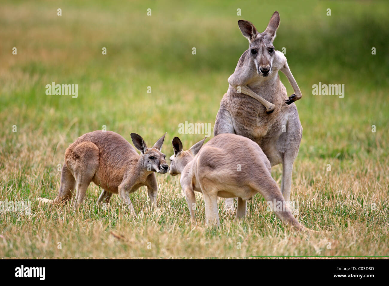 Le kangourou gris (Macropus giganteus), les femmes adultes et les jeunes, de l'Australie Banque D'Images