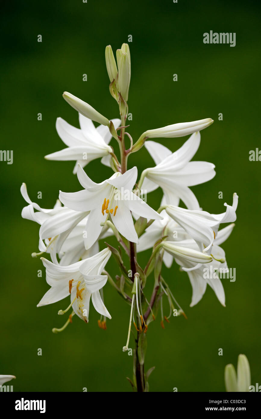 Le lys (Lilium candidum), la floraison, l'Allemagne, de l'Europe Banque D'Images