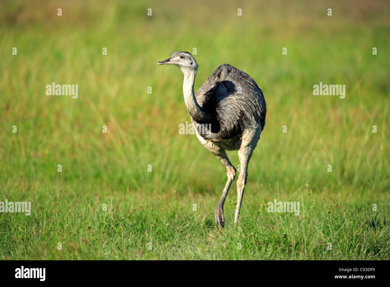 Nandou (Rhea americana), femelle adulte, Pantanal, Brésil, Amérique du Sud Banque D'Images