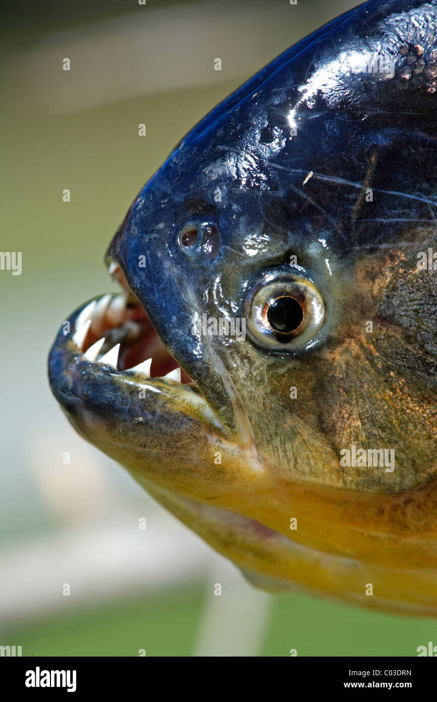 Le piranha à ventre rouge (Pygocentrus nattereri), adulte, portrait, Pantanal, Brésil, Amérique du Sud Banque D'Images