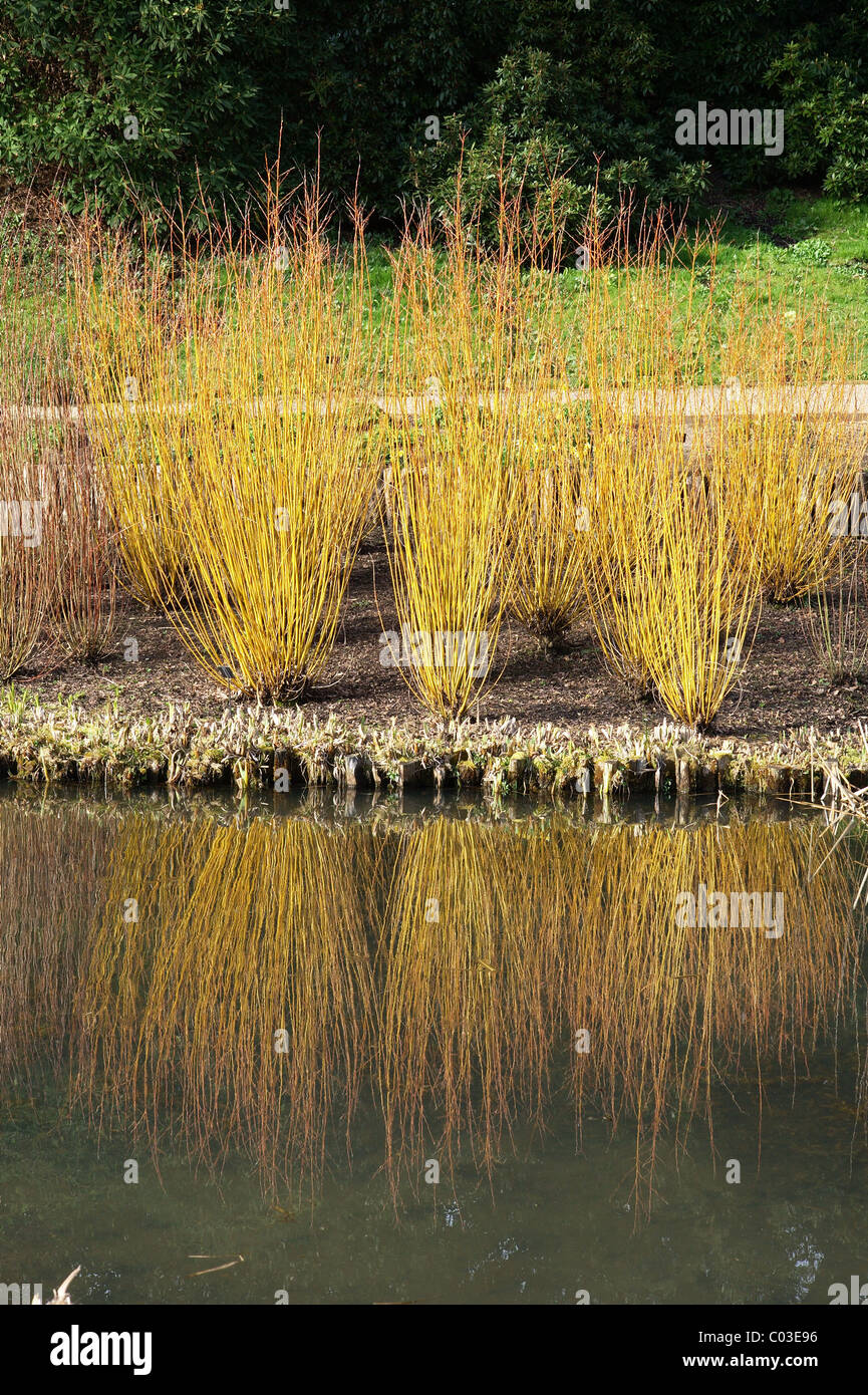 Reflet dans le lac à Wakehurst Place Banque D'Images