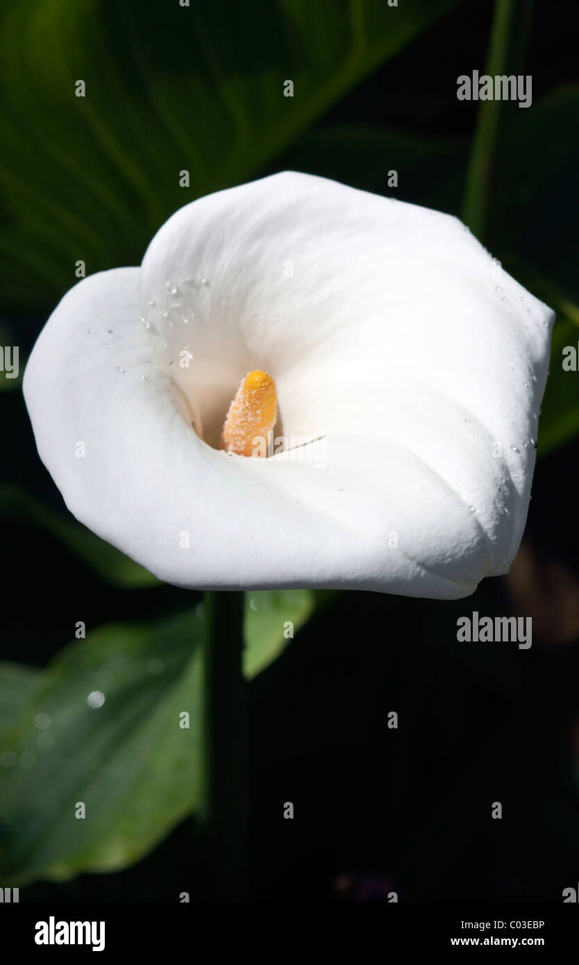 (Calla Calla palustris), fleur Banque D'Images
