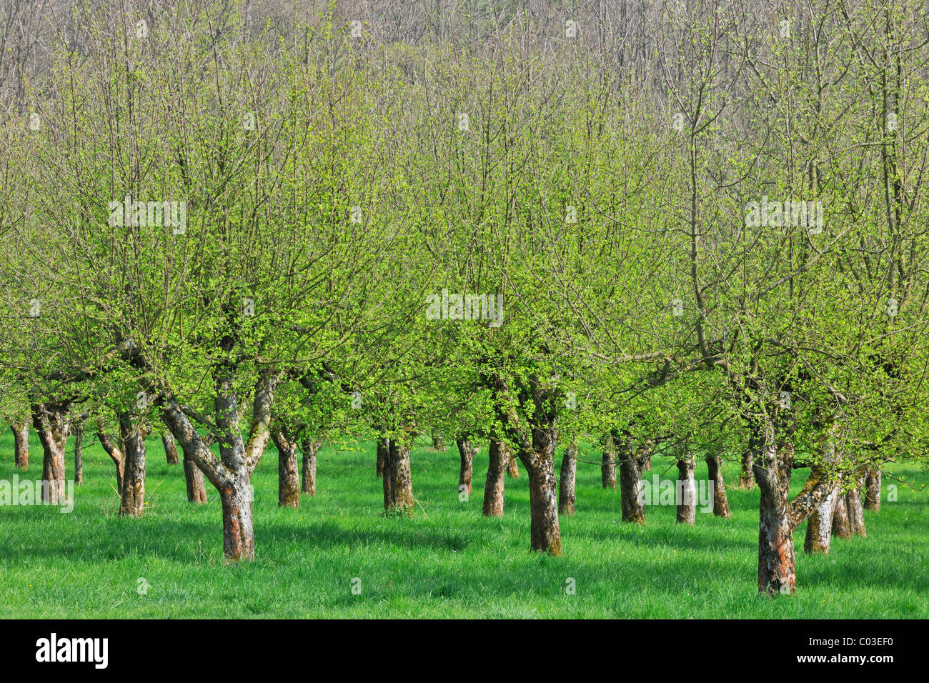 Les arbres au printemps, Jura souabe, Bade-Wurtemberg, Allemagne, Europe Banque D'Images