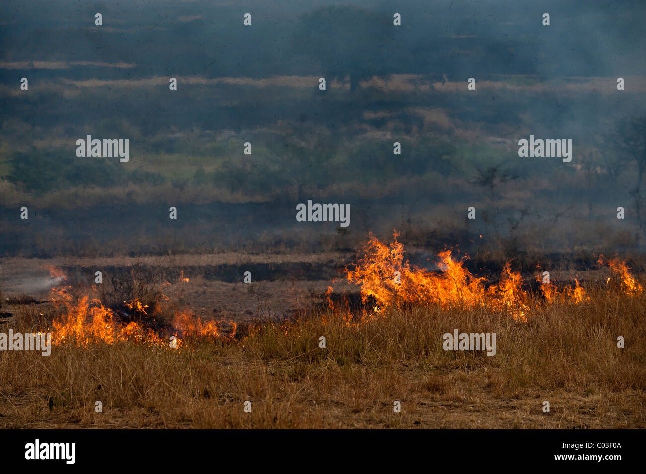 G's, The Serengeti National Park, Tanzania, Africa Banque D'Images