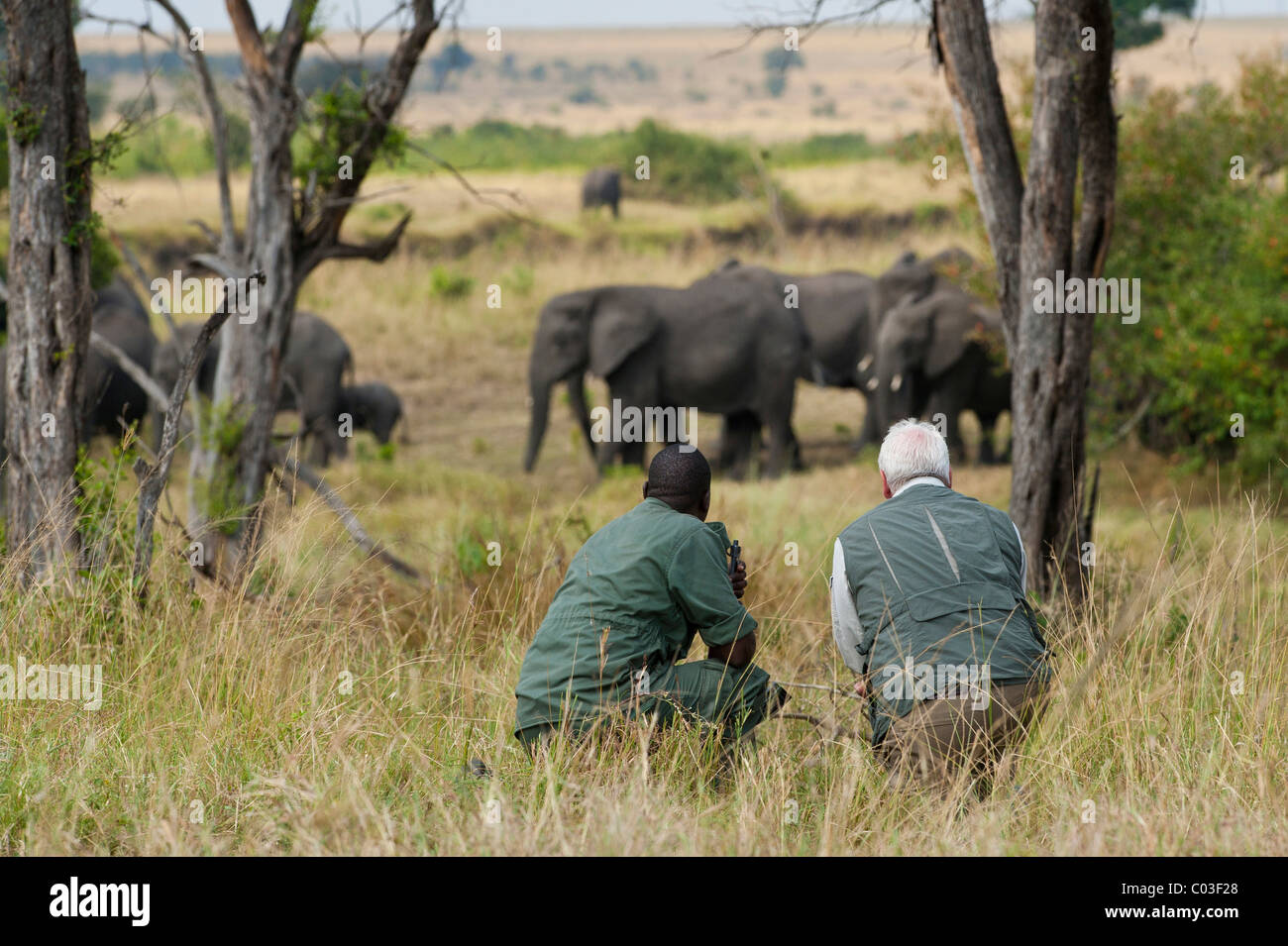 Ranger et touristique de regarder un troupeau d'éléphants dans le Serengeti, Tanzanie, Afrique, safari Banque D'Images