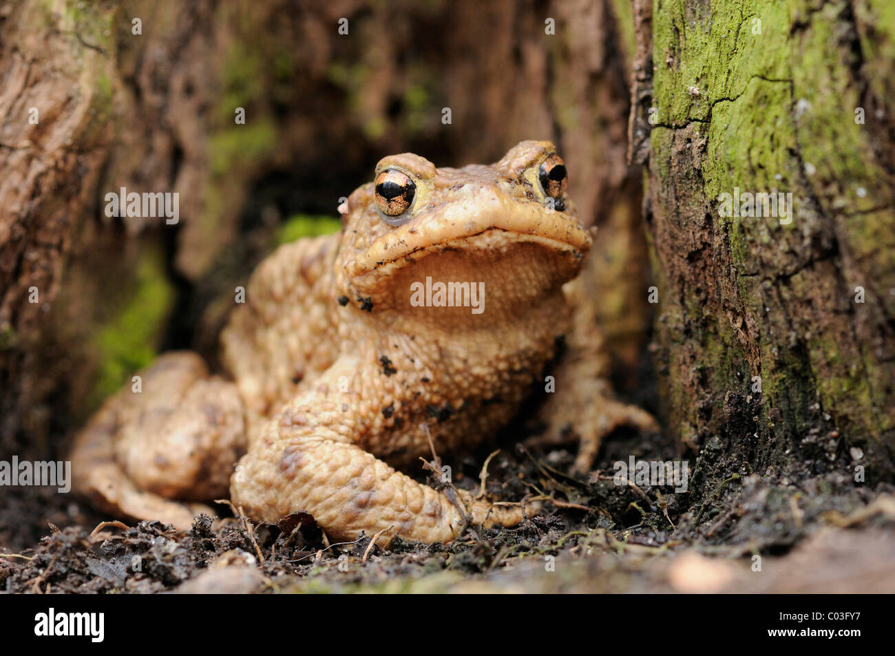 Crapaud commun (Bufo bufo) sur le sol de la forêt dans une forêt de plaine près de Leipzig, Saxe, Allemagne, Europe Banque D'Images