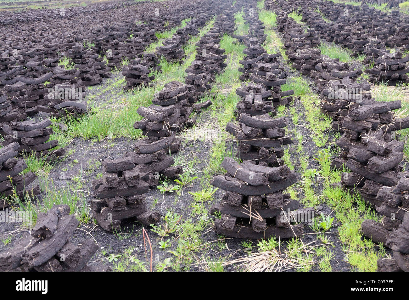 Briquettes de tourbe utilisée comme combustible dans des maisons privées sont séchées par les citoyens eux-mêmes, à Birr, Leinster, République d'Irlande, Europe Banque D'Images
