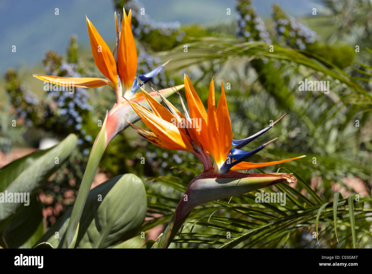 Strelitzia, Crane fleur ou oiseau du paradis (Strelitzia reginae) Banque D'Images