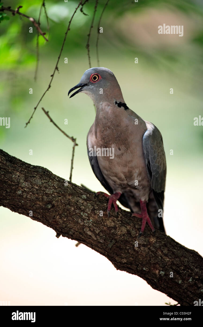 African Mourning Dove (Streptopelia decipiens), des profils sur l'arbre, Parc National Kruger, Afrique du Sud, l'Afrique Banque D'Images