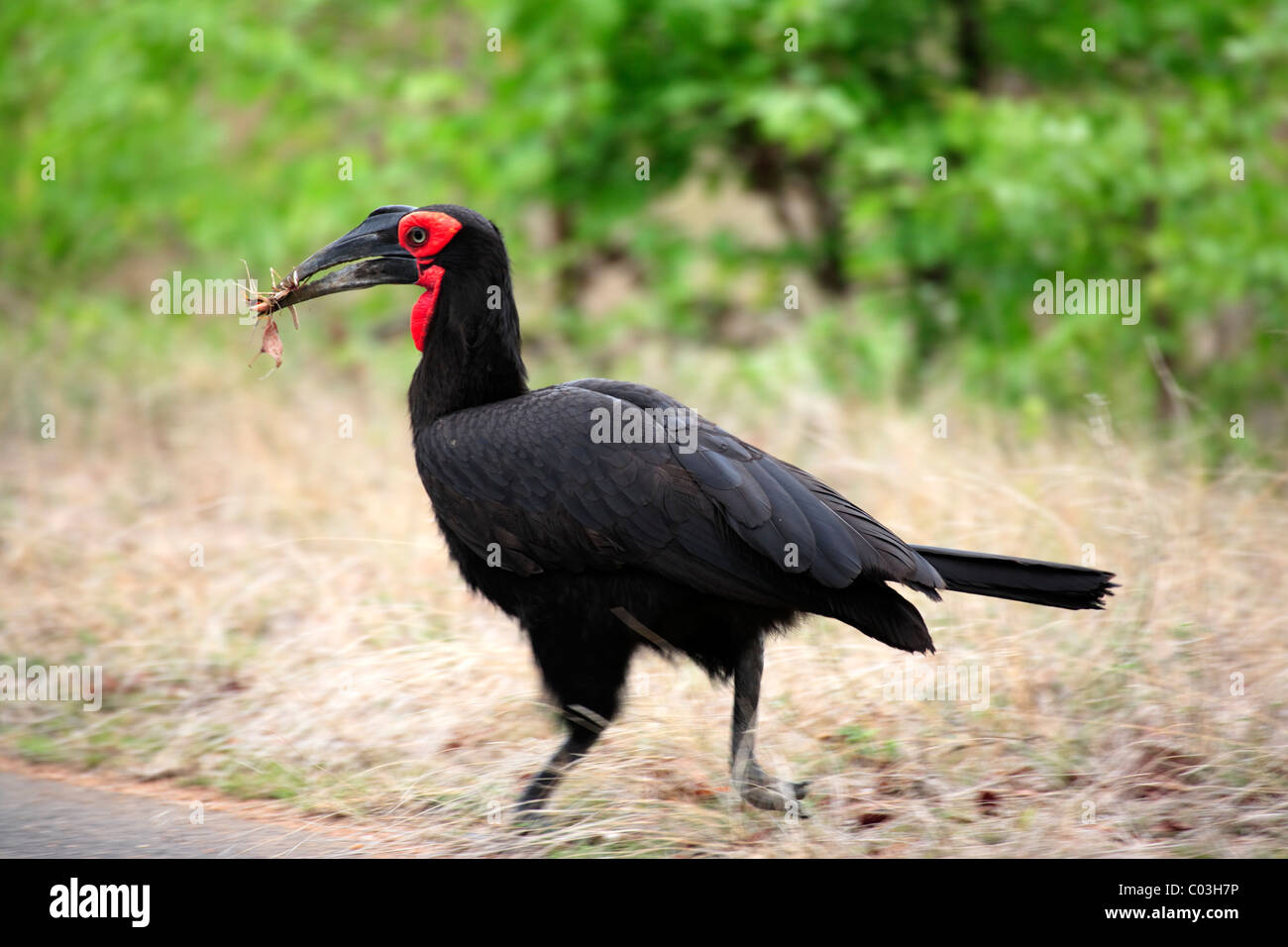 Calao (Bucorvus leadbeateri), des profils avec les proies, Kruger National Park, Afrique du Sud, l'Afrique Banque D'Images