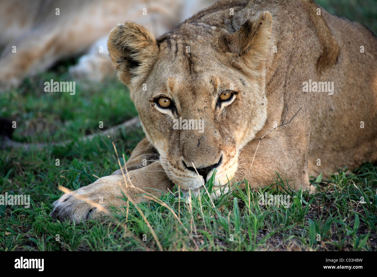 Lion (Panthera leo), les femmes adultes, Sabisabi Private Game Reserve, Kruger National Park, Afrique du Sud, l'Afrique Banque D'Images