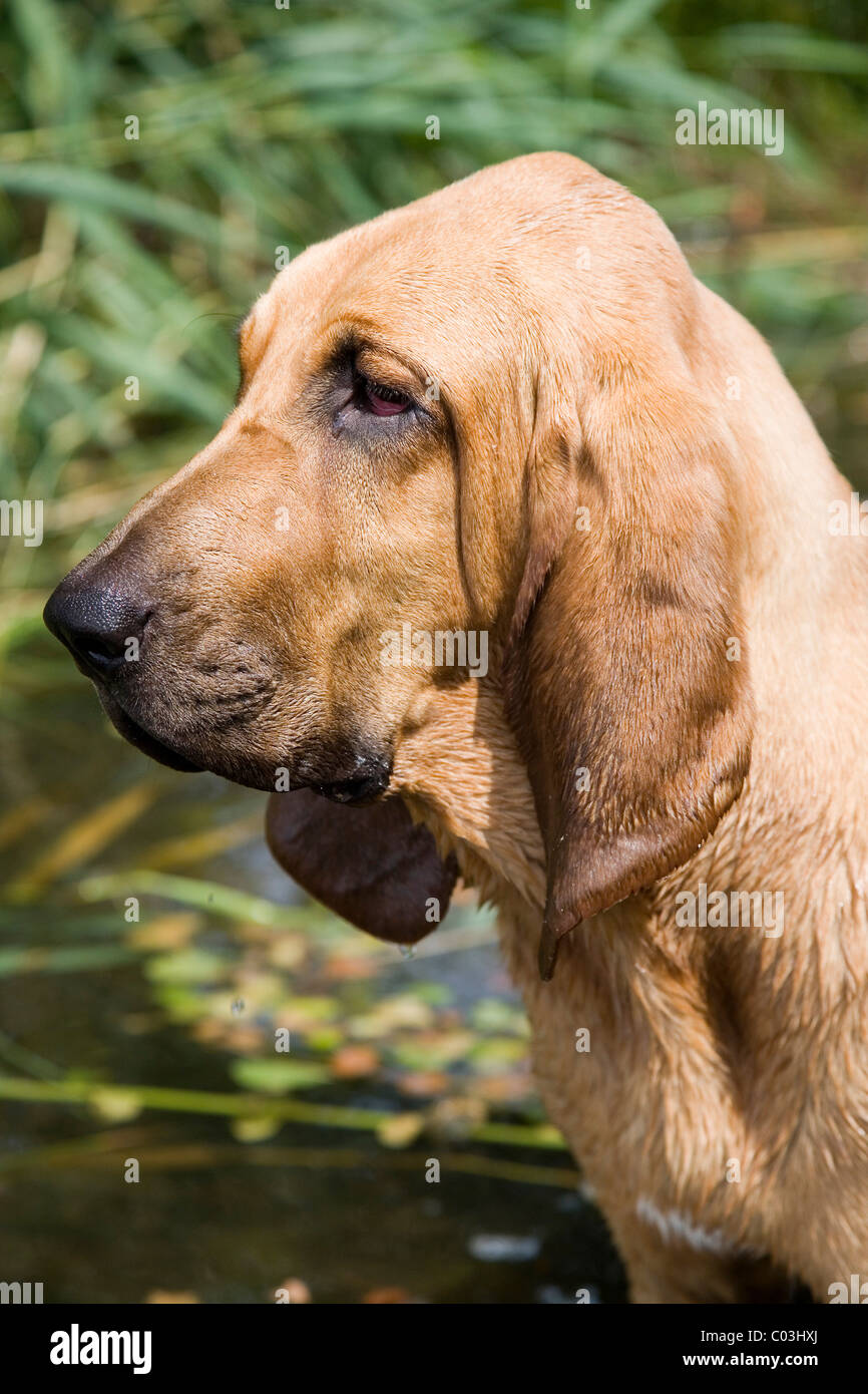 Les jeunes, St-hubert bloodhound hound ou Sleuth Hound, femme, portrait Banque D'Images