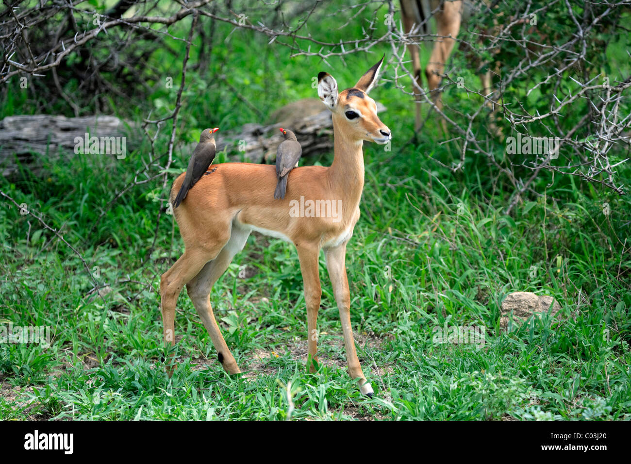 Impala (Aepyceros melampus), jeune, avec Redbilled-Oxpecker (Buphagus erythrorhynchus), à l'arrière, symbiose, Kruger National Park Banque D'Images