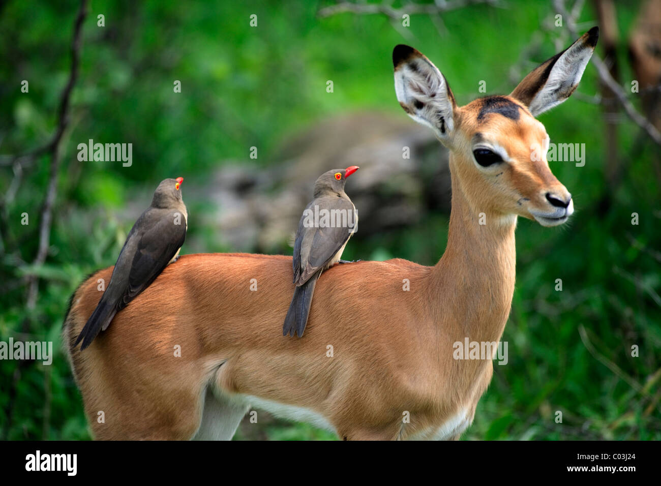 Impala (Aepyceros melampus), jeune, avec Redbilled-Oxpecker (Buphagus erythrorhynchus), à l'arrière, symbiose, Kruger National Park Banque D'Images