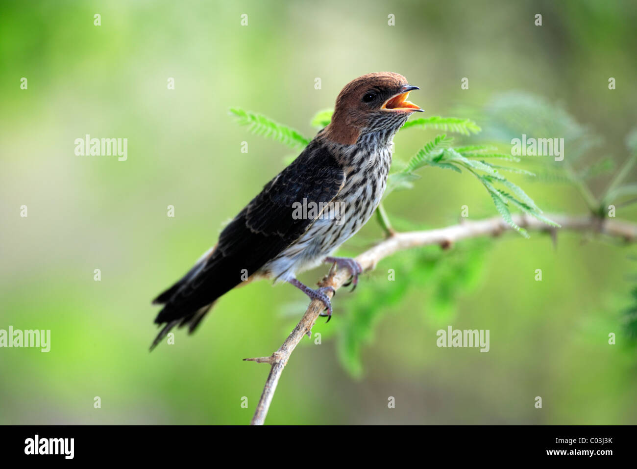 Moindre Striped Swallow (Hirundo abyssinica), des profils dans l'arbre, Kruger National Park, Afrique du Sud, l'Afrique Banque D'Images
