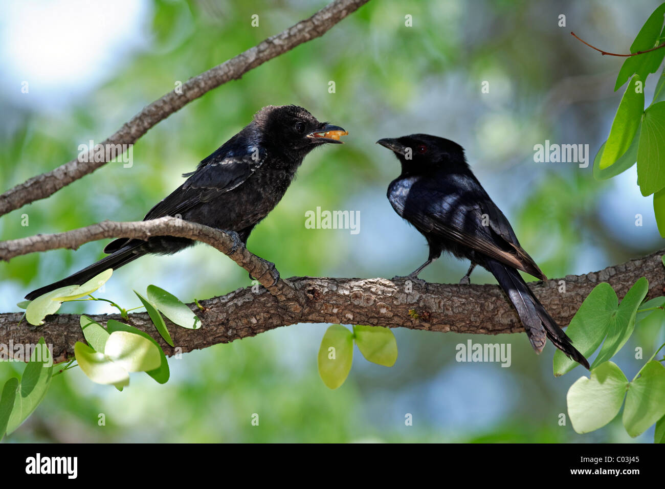 Drongo (Dicrurus adsimilis), l'alimentation des jeunes adultes dans un arbre, Kruger National Park, Afrique du Sud, l'Afrique Banque D'Images