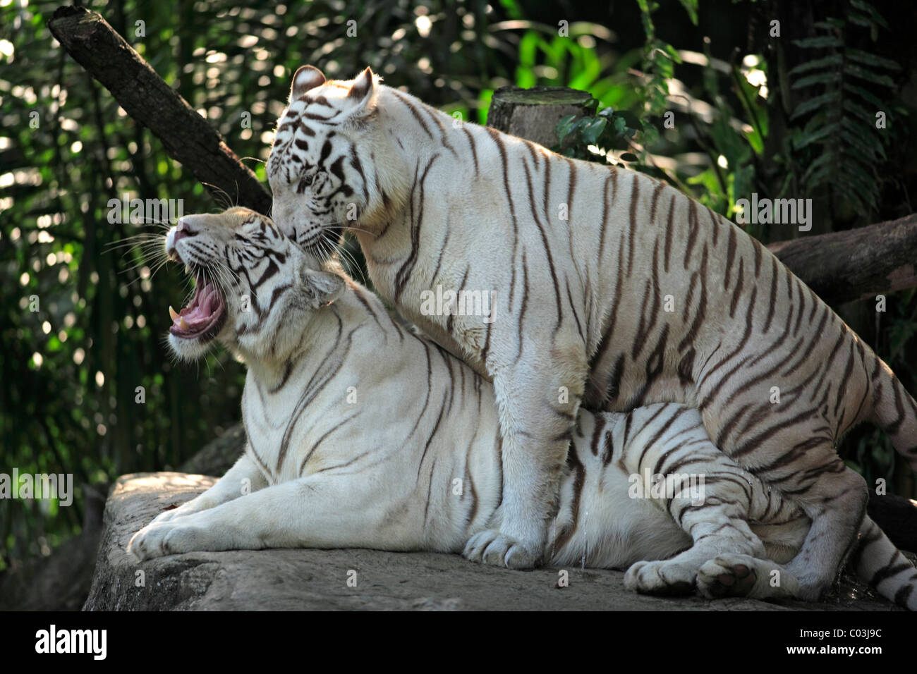 accouplement du tigre blanc et du tigre orange