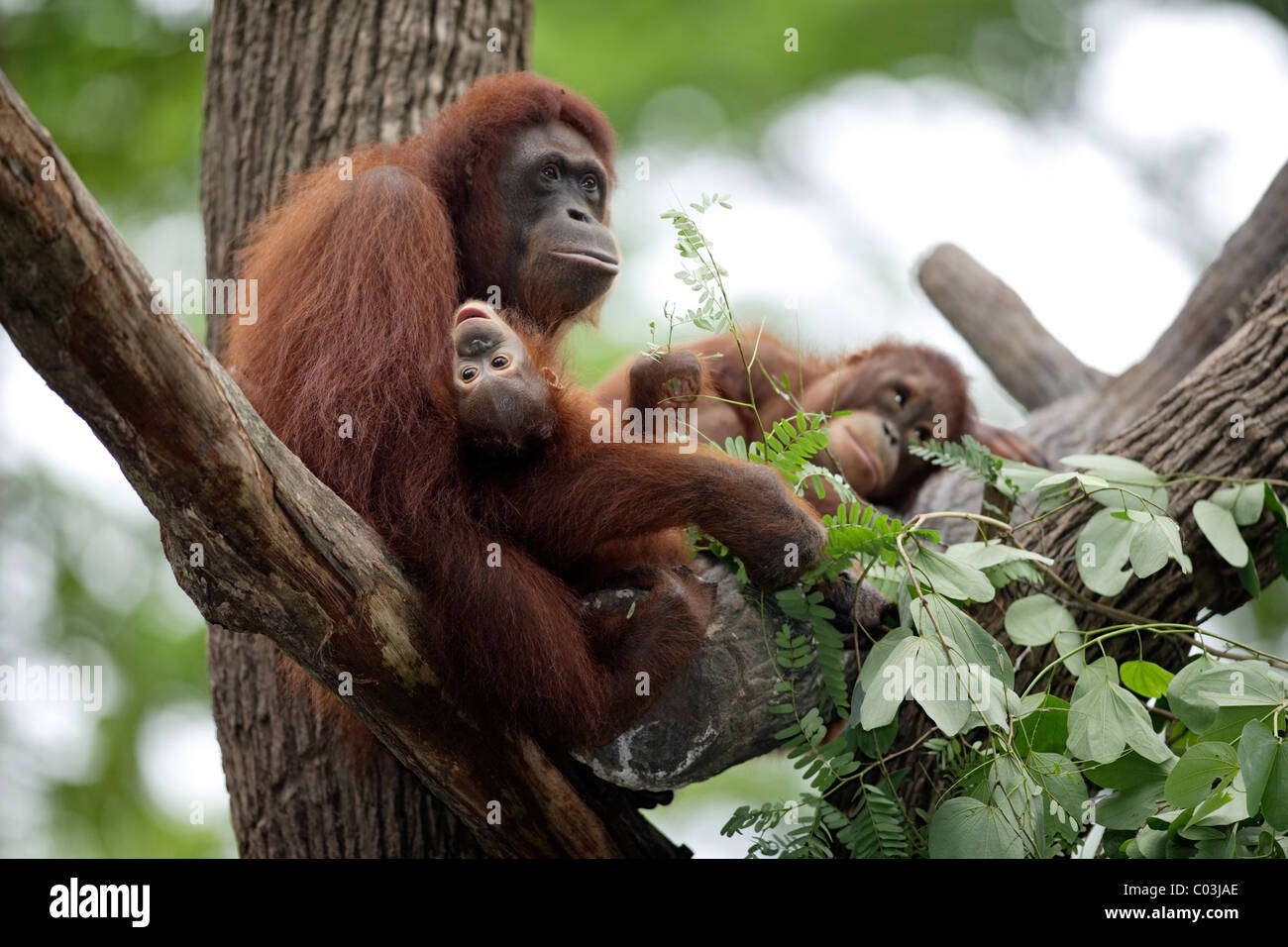 L'orang-outan de Bornéo (Pongo pygmaeus), avec de jeunes adultes de sexe féminin dans un arbre, l'Asie Banque D'Images